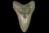 Serrated, Fossil Megalodon Tooth - Georgia #138987-1